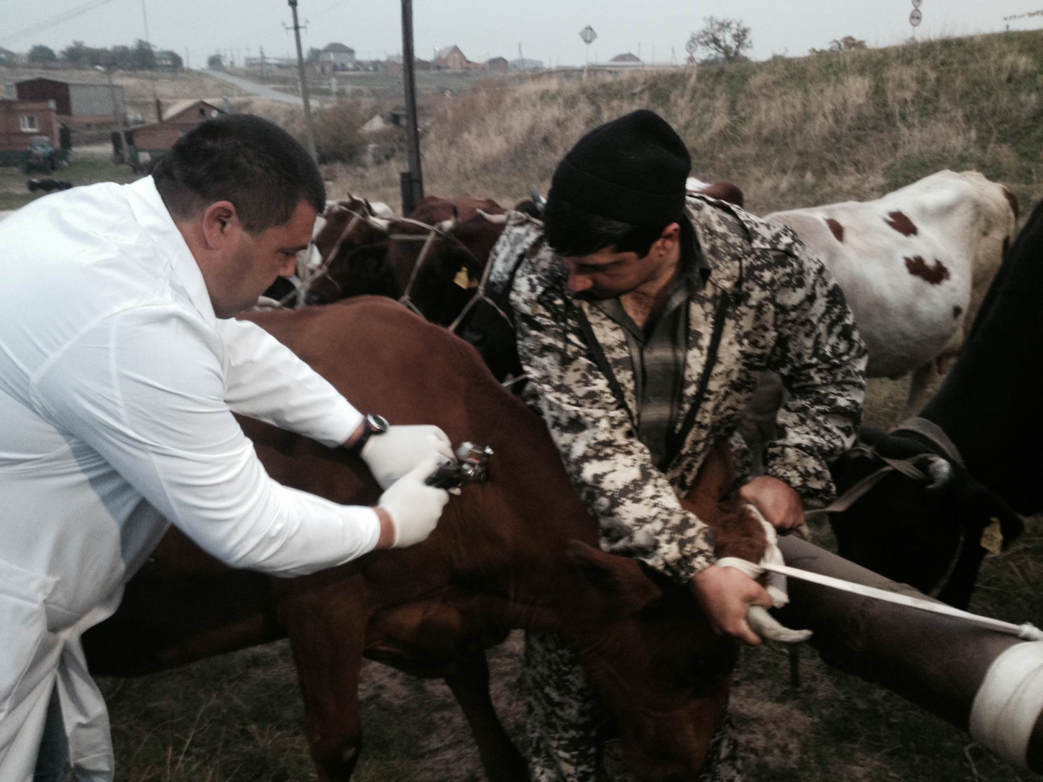 Три человека заразились сибирской язвой от скота