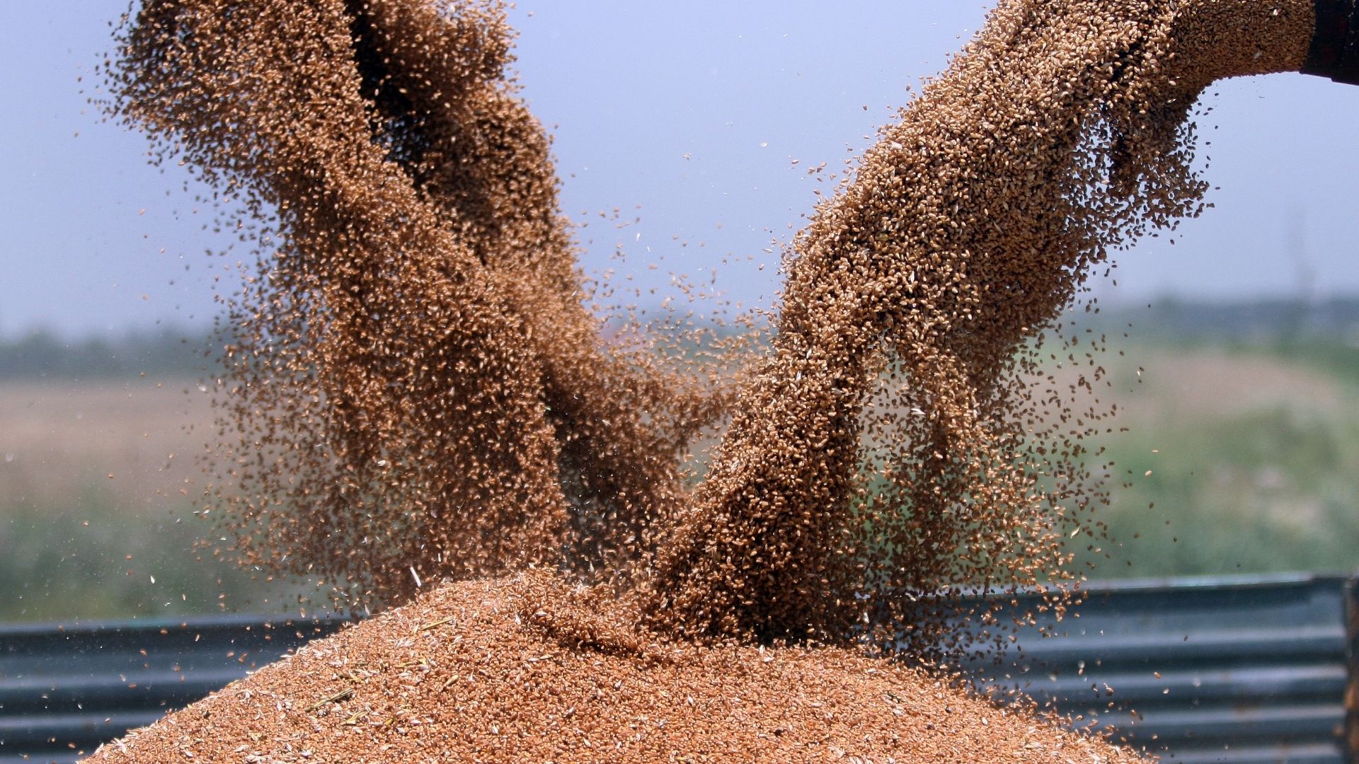 Россия снизит пошлину на экспорт пшеницы