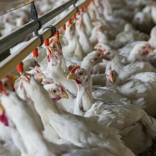 APDC initiated an investigation of the poultry farm
