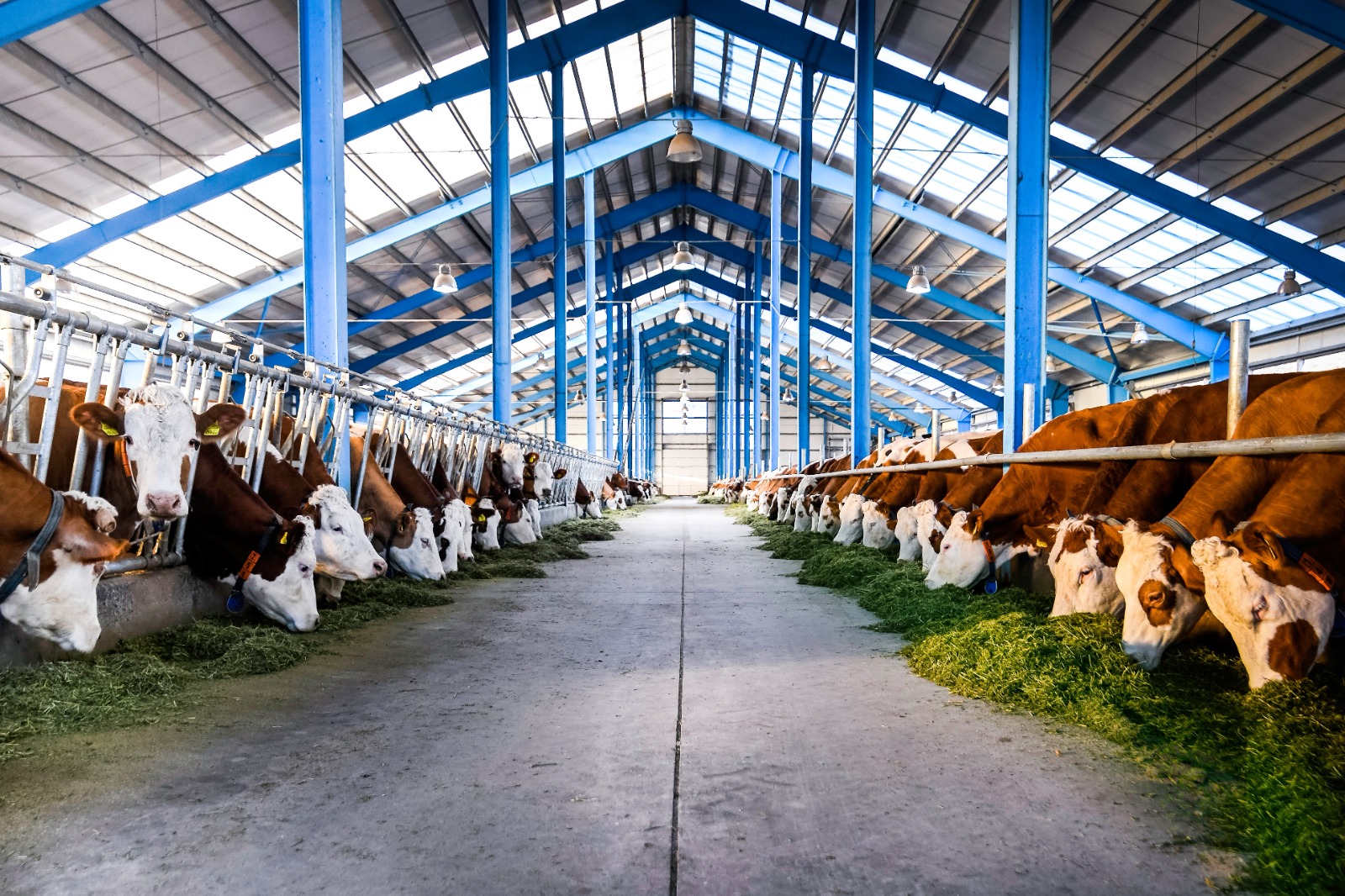 Малые фермы исчезают: к 2100 году выживут только крупные