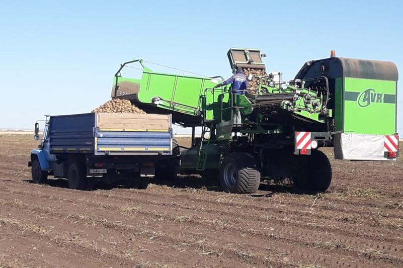 Убирать урожай картофеля начали в Западно-Казахстанской области