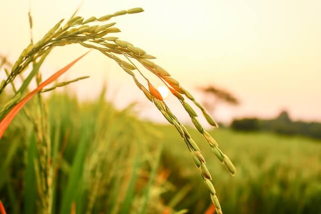 Ученые института рисоводства создали новый сорт риса