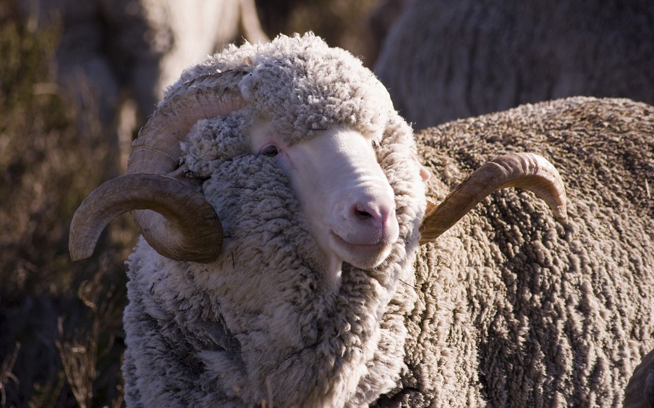 Казахстанские фермеры предлагают внедрить программу по разведению овец породы Меринос
