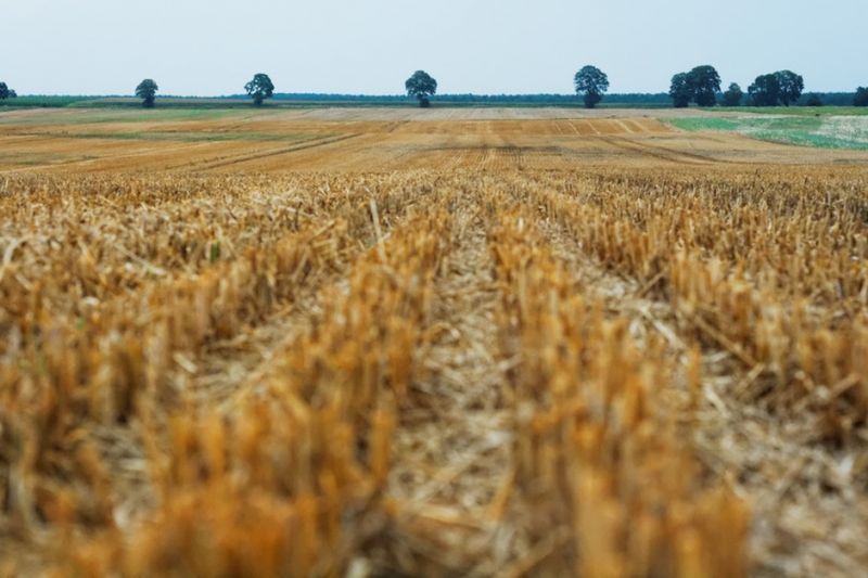 The grain in the main grain-sowing areas harvested by 100% – Ministry of Agriculture