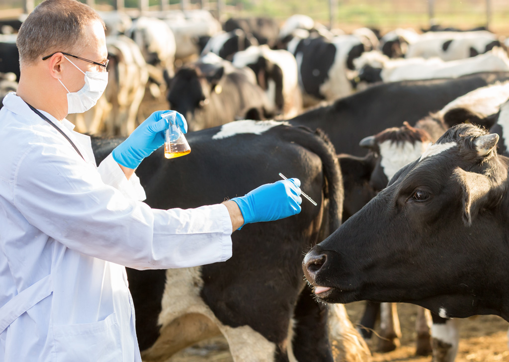 A single market for veterinary drugs will be created in the EAEU