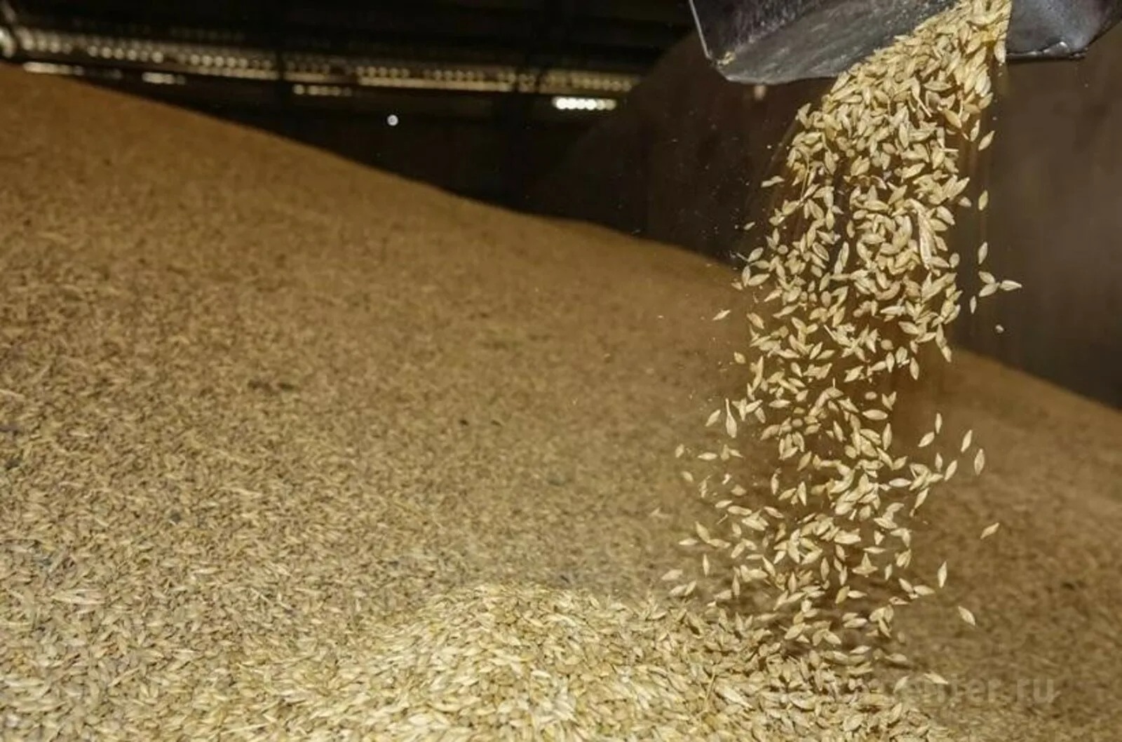 Мировой урожай зерна может впервые превысить 3 млрд тонн