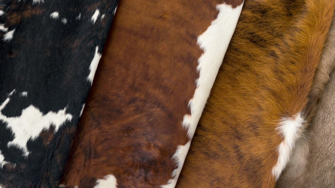 Livestock breeders lose 14 billion tenge by throwing out the hides