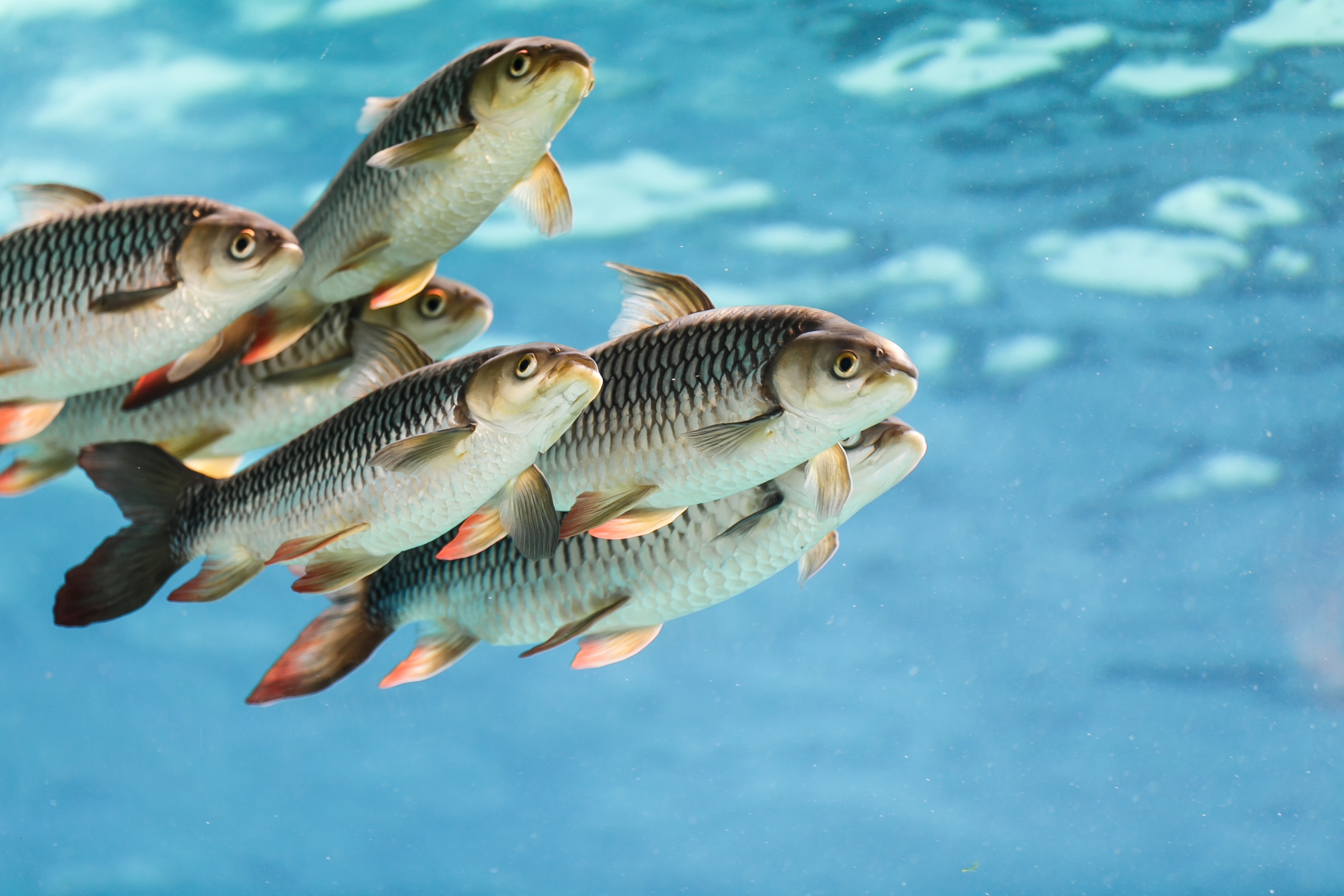 Fish breeding – a new phase of profitable business in Kazakhstan