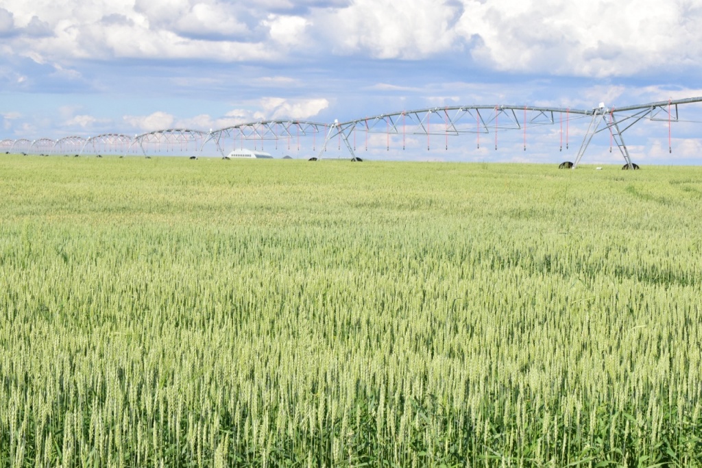 On the situation with irrigation in Pavlodar region