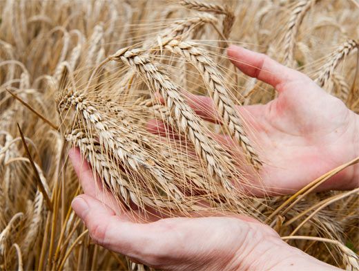 Акмолинские хлеборобы: есть 5 миллионов тонн зерновых