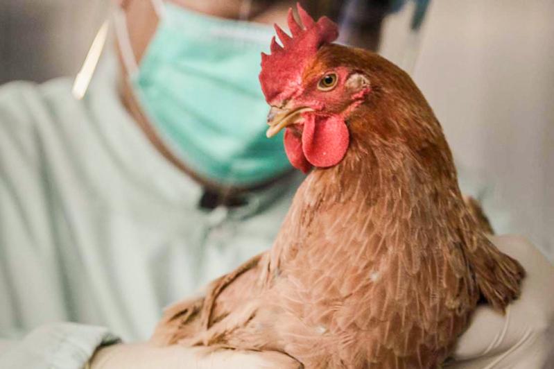 Вспышка птичьего гриппа в Северо-Казахстанской области