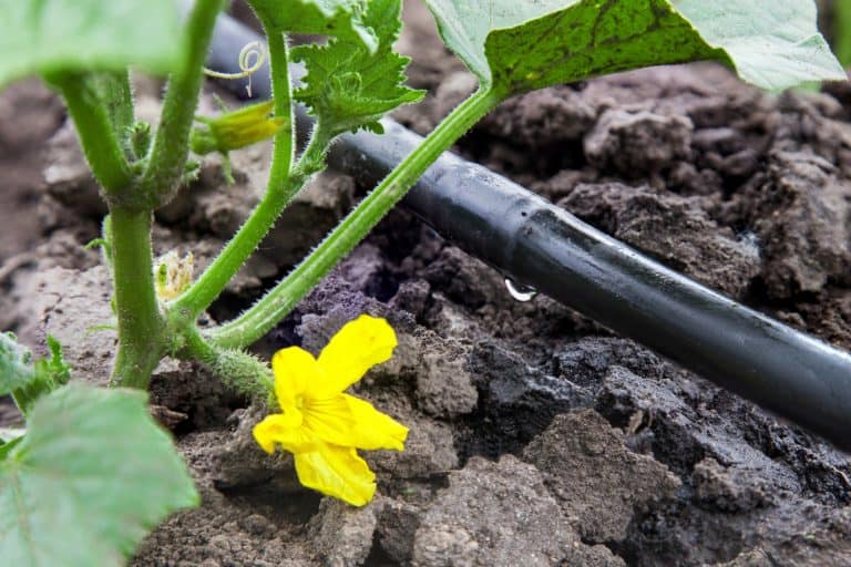 Israeli investors are considering production of pipes for drip irrigation in Shymkent