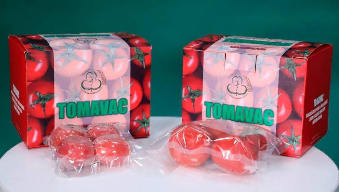 Өзбек ғалымдары жеуге жарамды вакцина-қызанақ жасап шығарды