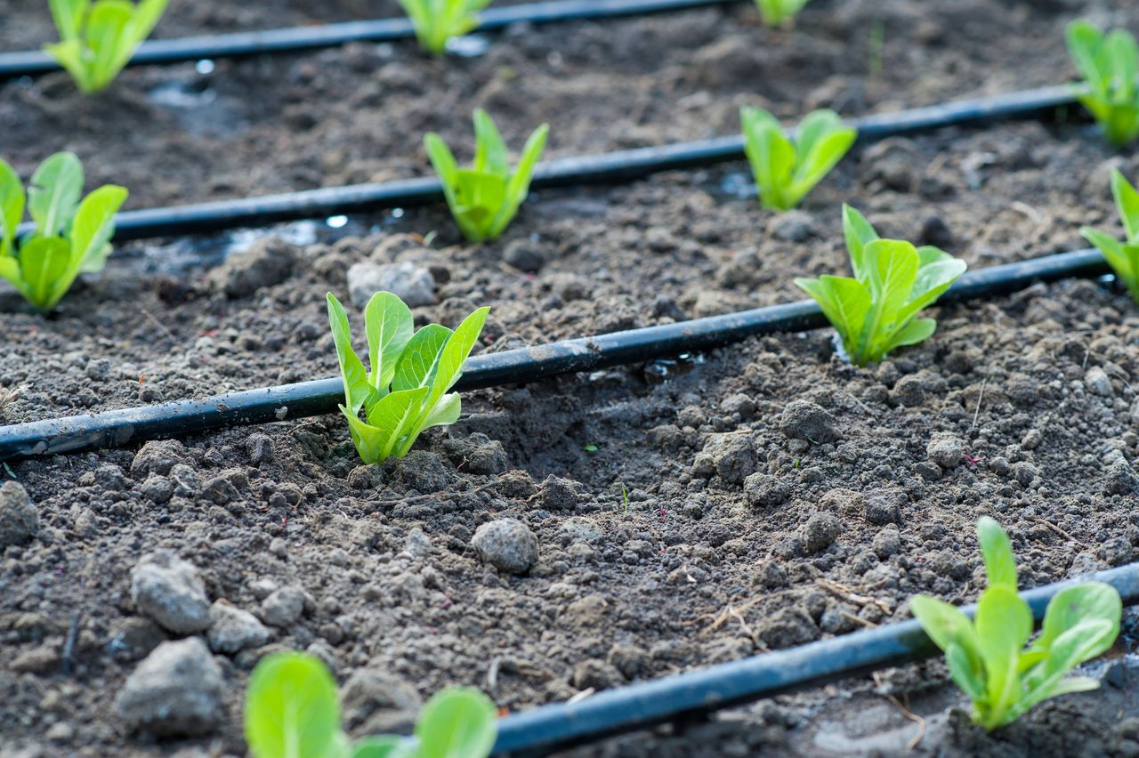 The area of irrigated land will increase in Karaganda region