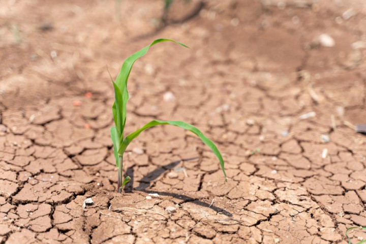 Засуха ожидается в трех областях страны