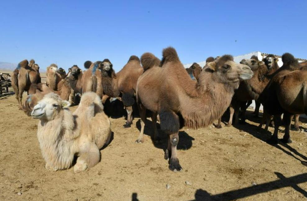 В Туркестанской области развивают верблюдоводство