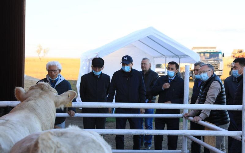 Актюбинские фермеры увеличивают поголовье скота 