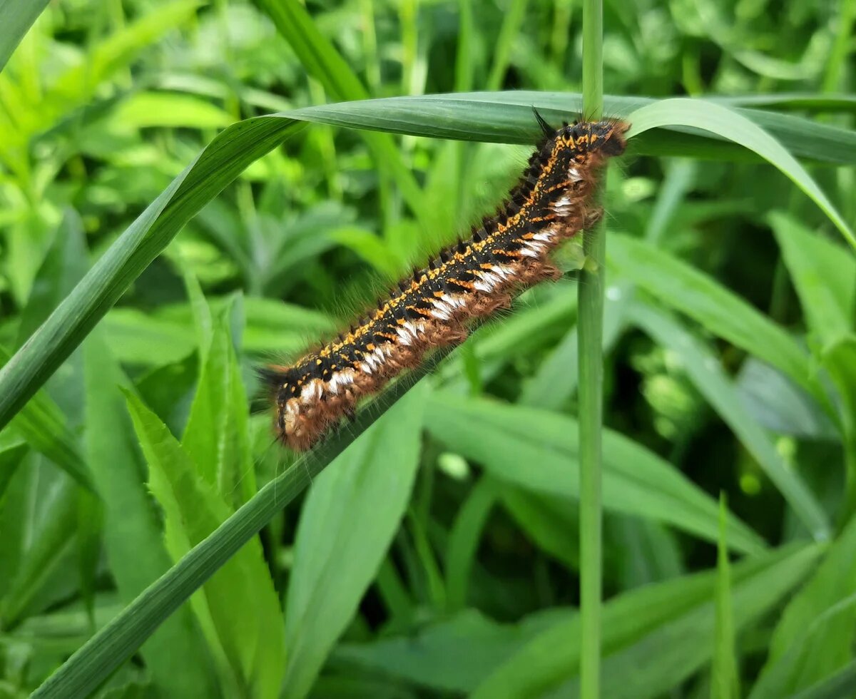 Up to 50% of the cost of pesticides against meadow moths will be reimbursed by the state