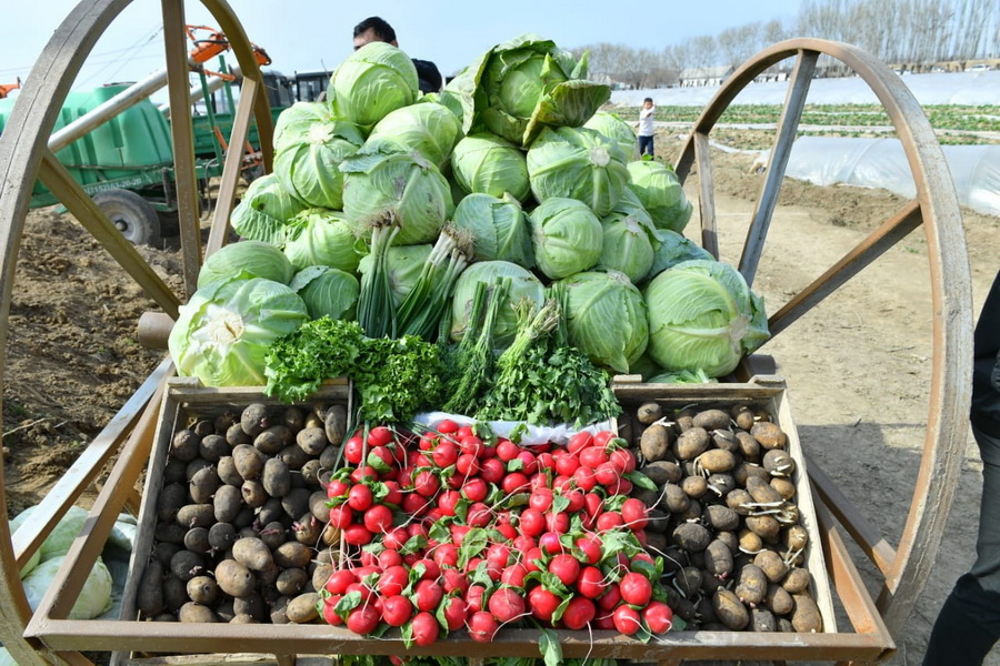 В Туркестанской области собрали 245,4 тыс. тонн ранних овощей