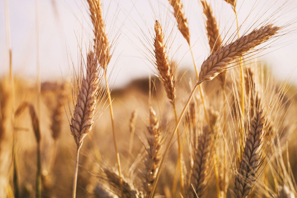 The grain law will be amended in Kazakhstan