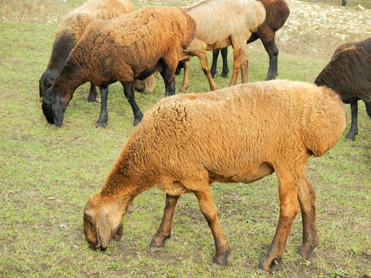 В Акмолинской области у скота выявили бруцеллёз