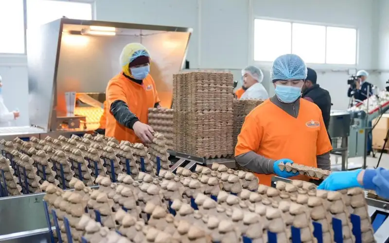 В Шымкенте открылась птицефабрика за 5 млрд тенге