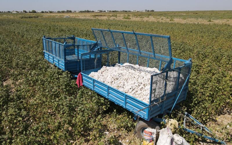Maktaaral agrarians get 25 centners of cotton from the first harvest 