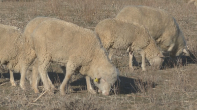 Turkestan farmer revived merino sheep breeding