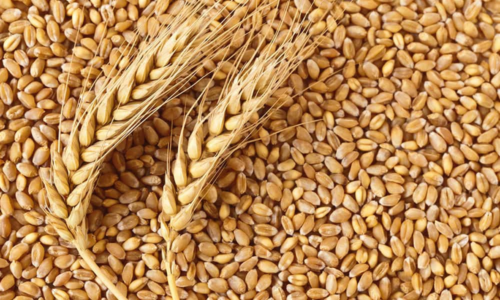 Урожай-2020: Акмолинские аграрии на рекорд не рассчитывают, но намолот пшеницы ожидают неплохой