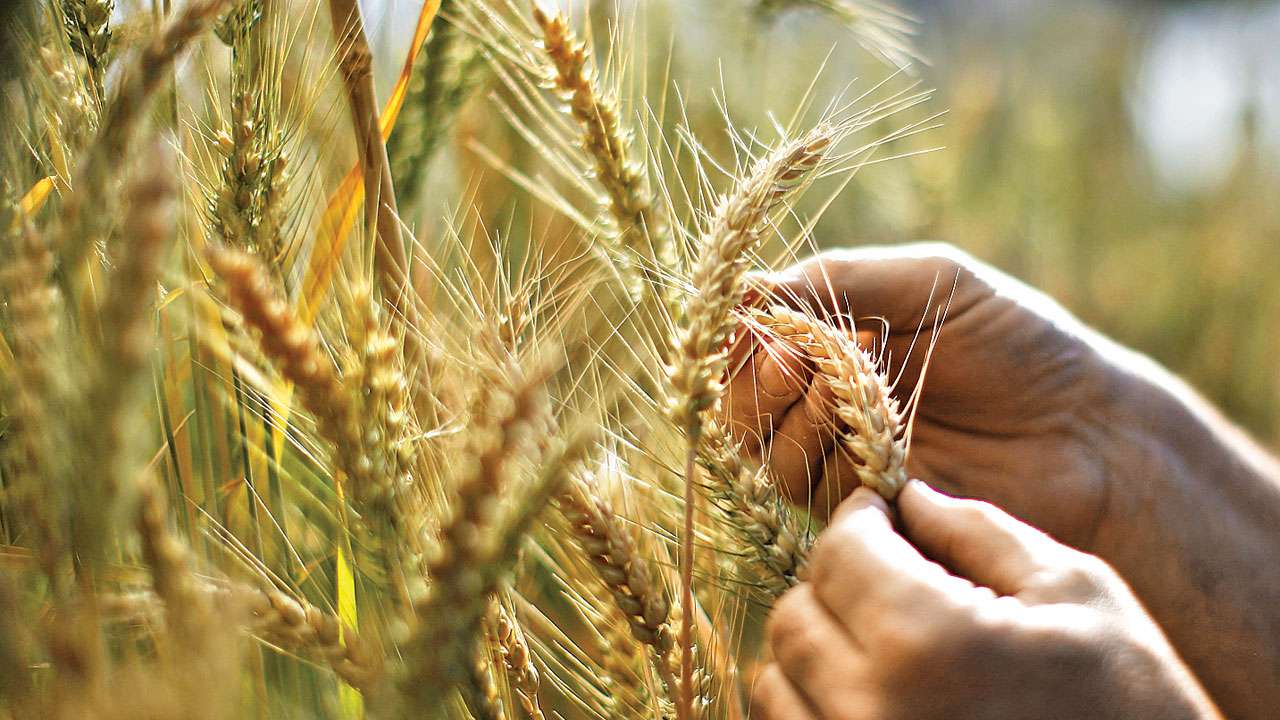 Record harvest is expected in Kyrgyzstan