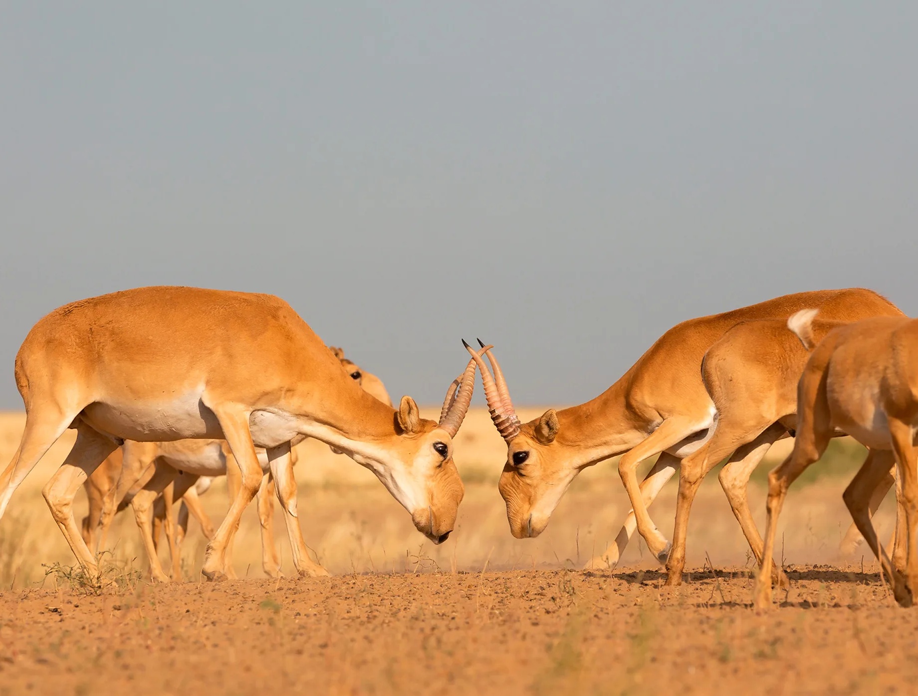 Семь миллионов сайгаков «атакуют» фермеров