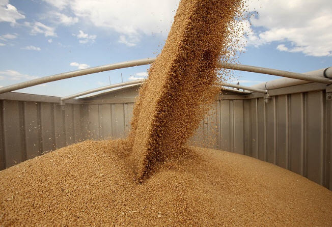 Grain Export Forecast