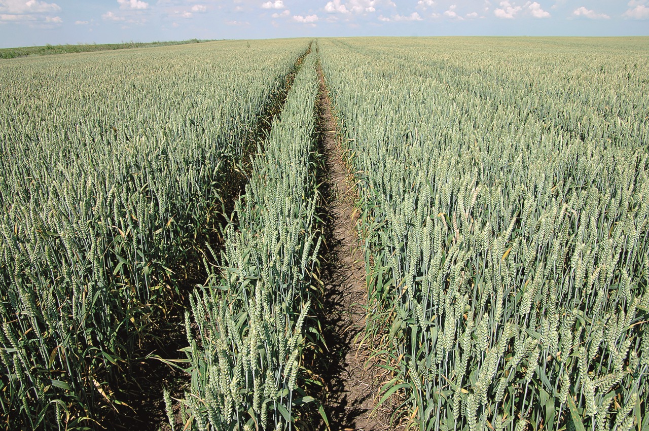 Heat and lack of rain in the south may reduce the yield of winter wheat