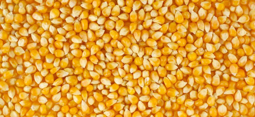 За ноябрь из зернового баланса Казахстана ушла треть запасов кукурузы