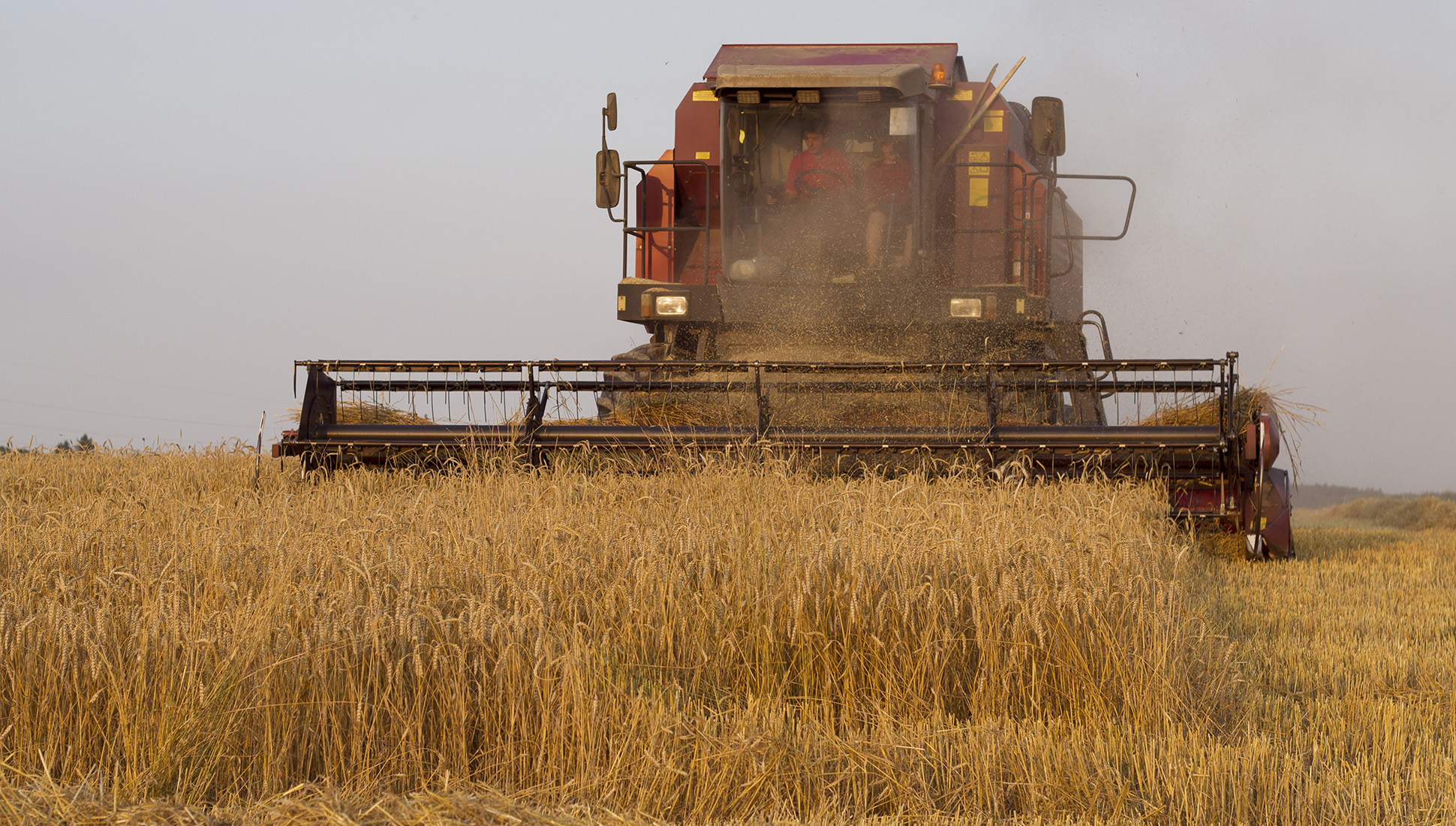 Россия прогнозирует экспорт зерна в 30-35 млн тонн во втором полугодии