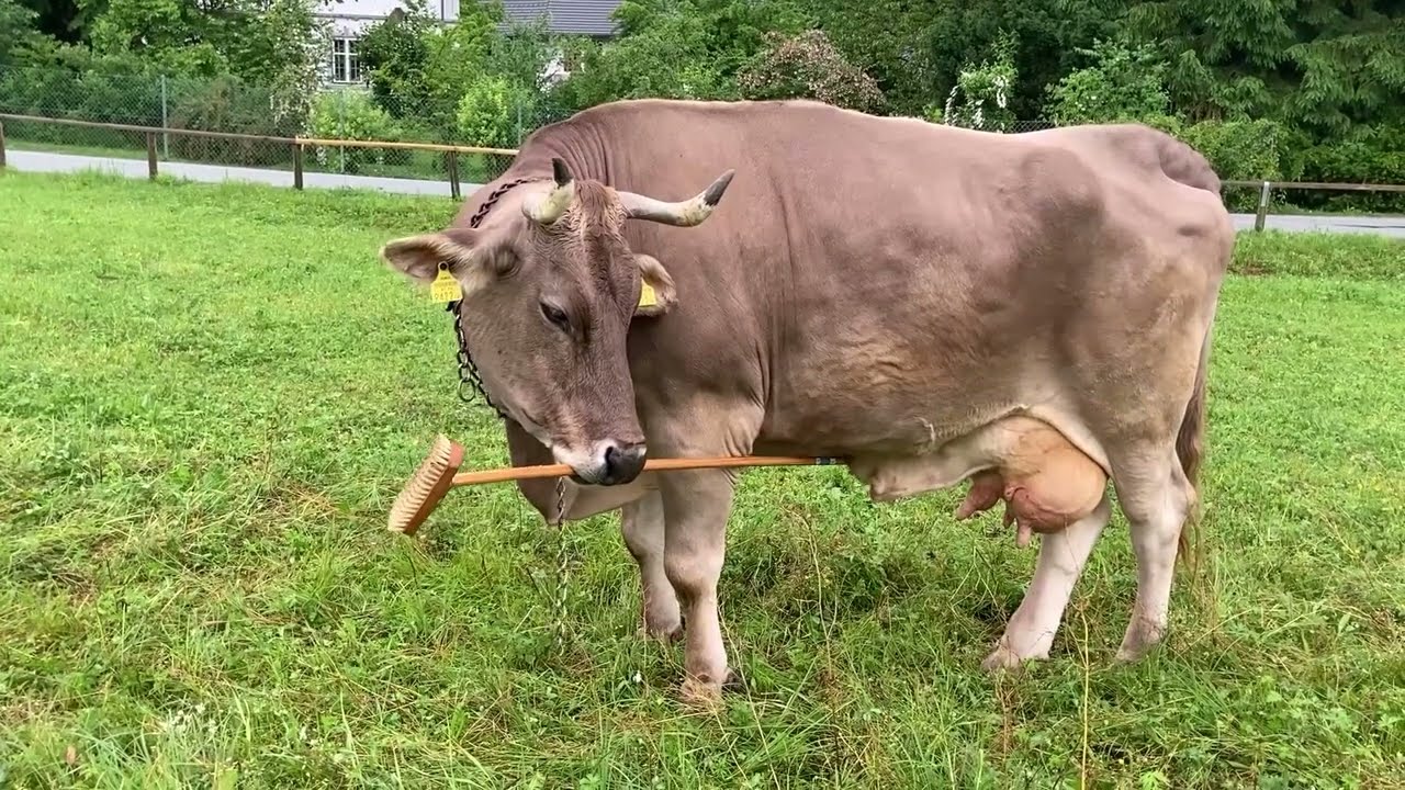 Обнаружена самая умная корова в мире