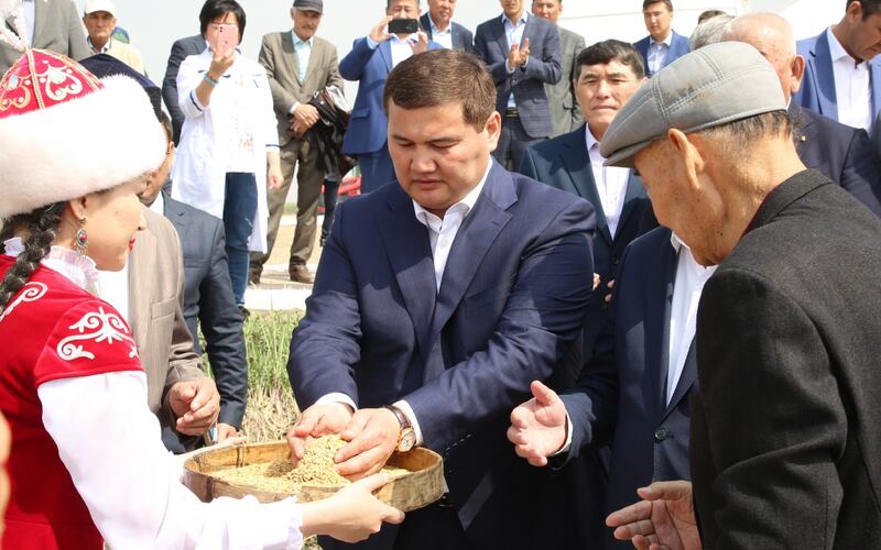 В Кызылорде не будут сокращать посевы риса