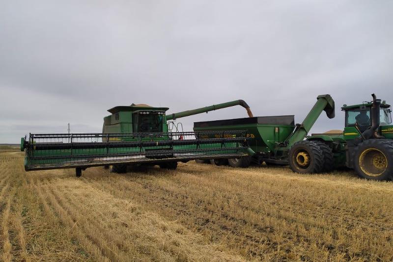 15 центнеров пшеницы с гектара собирают Акмолинские фермеры 