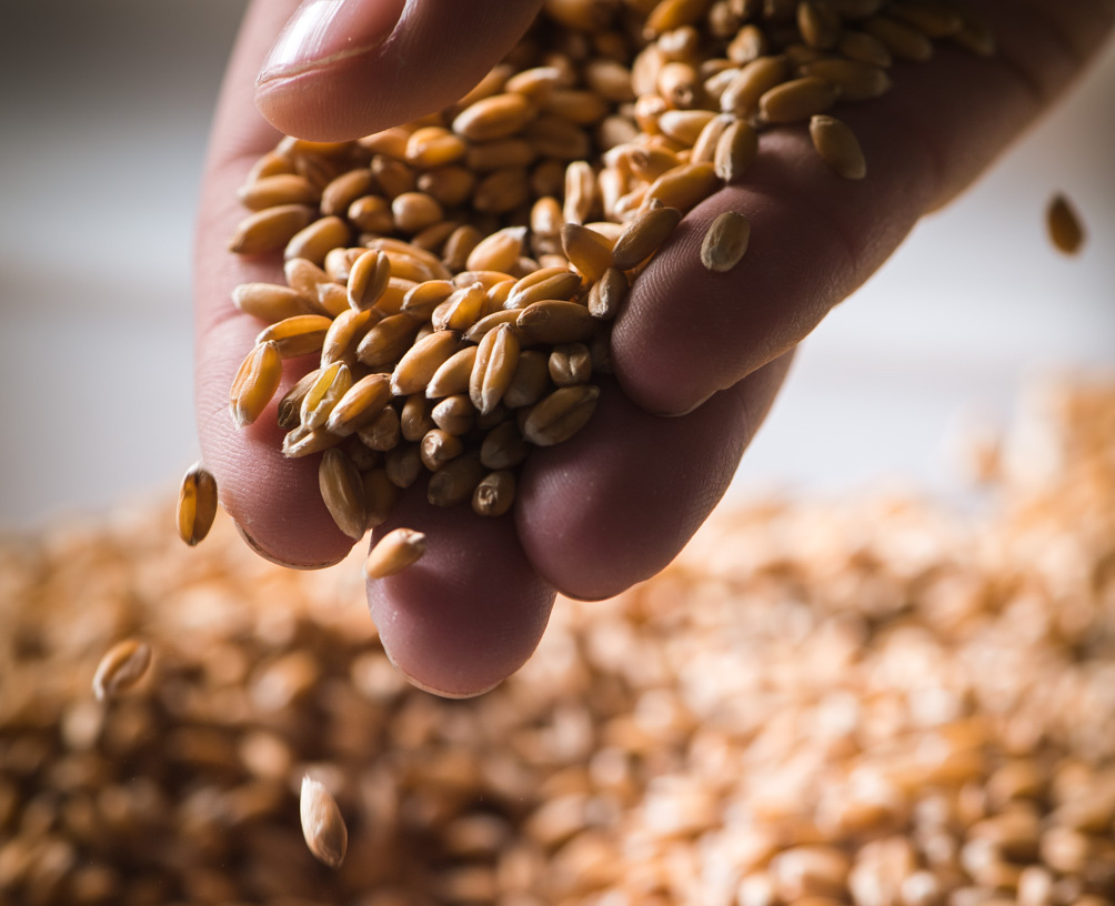 Продкорпорация определила хлебопредприятия, где будут принимать в залог зерно