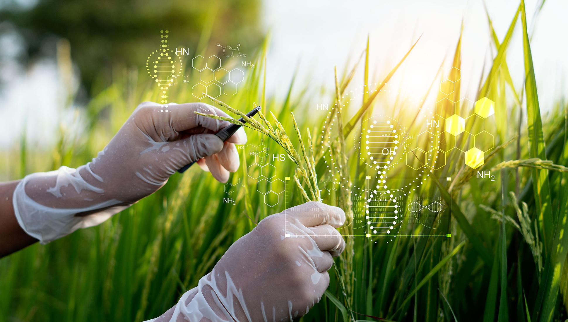 A new variety of rice was developed by Kazakh scientists