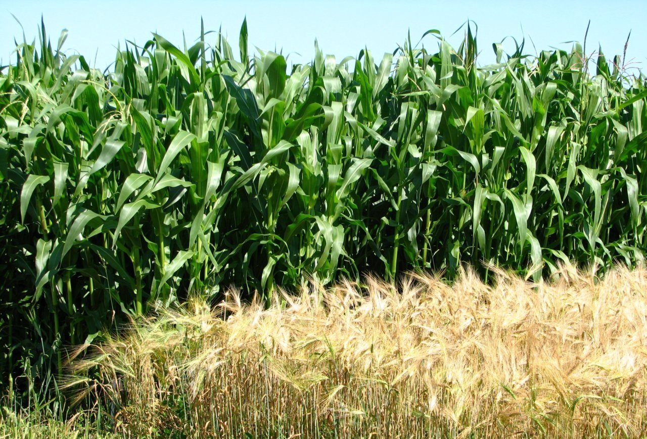 Площади кормовых в ВКО увеличатся на 6,5 тыс га