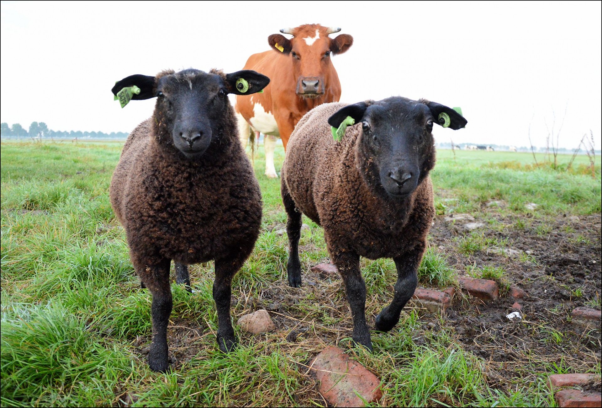 Животноводство продолжают добивать запретами