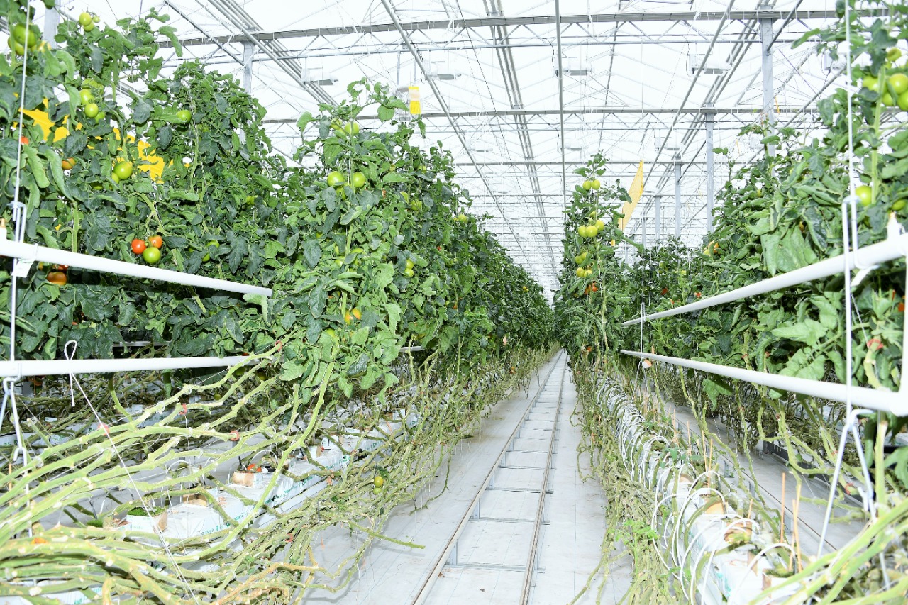 Large greenhouse complex was launched in Almaty region