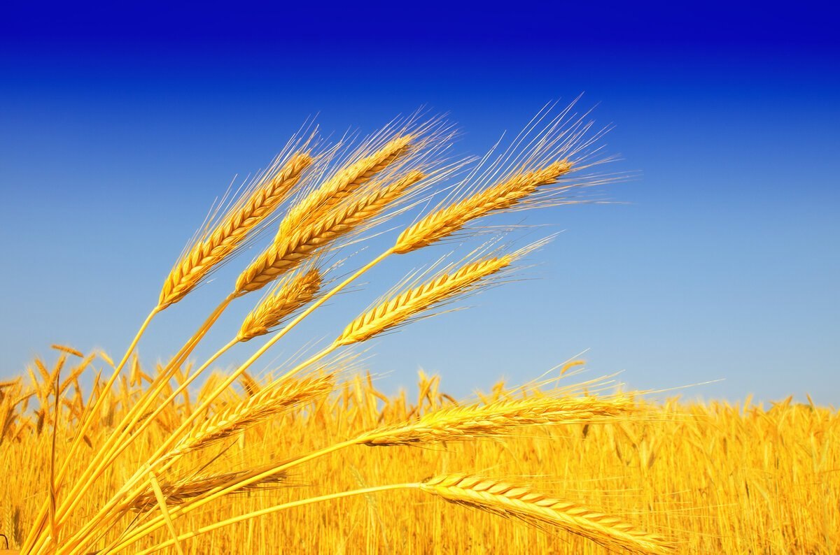 Россия ожидает собрать до 131,5 миллиона тонн зерна в новом сезоне