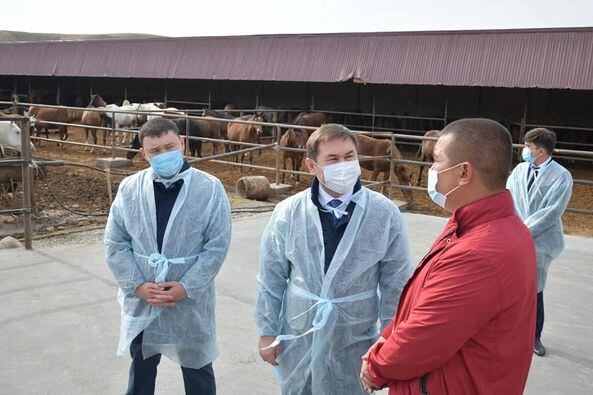 Откормплощадка на 1000 голов лошадей открылась в Туркестанской области