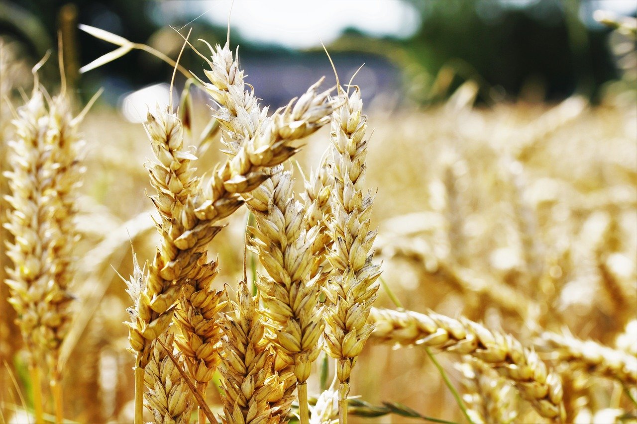 Ученые выявили совершенно новые возможности пшеницы