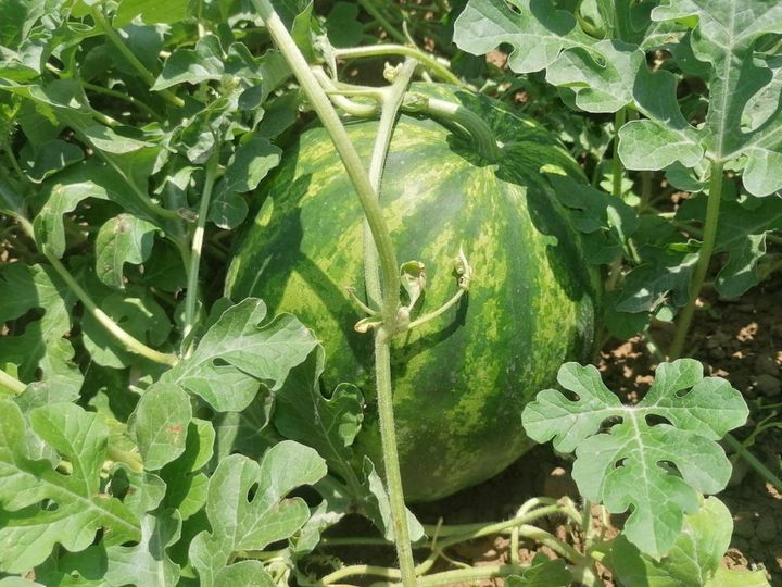 25 tons of watermelons harvested by farmers thanks to drip irrigation