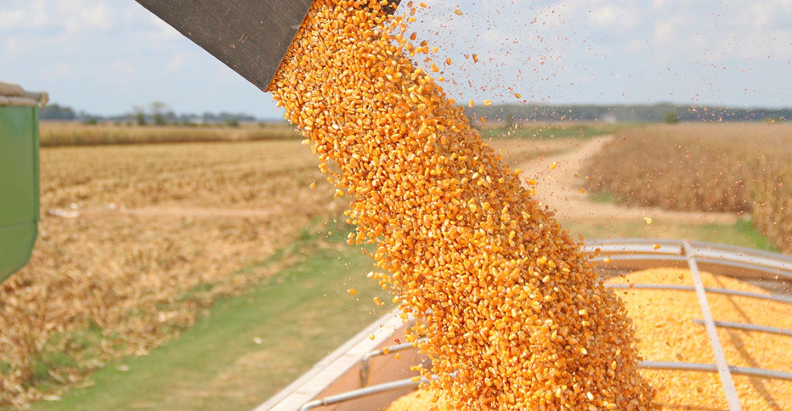 Технологии глубокой переработки зерна кукурузы внедряются в Казахстане