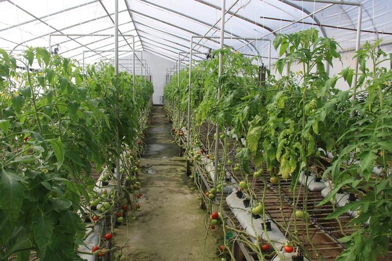Greenhouses, poultry farm, slaughterhouse to be opened in Zhezkazgan region