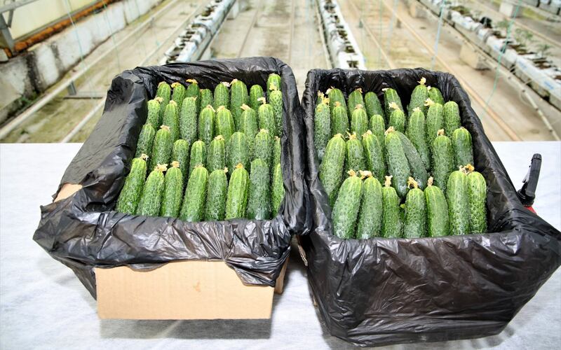 1,6 млн тонн овощей успели собрать в Жамбылской области